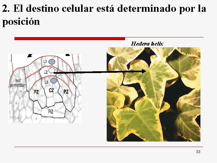 2. El destino celular está determinado por la posición Hedera helix 33 
