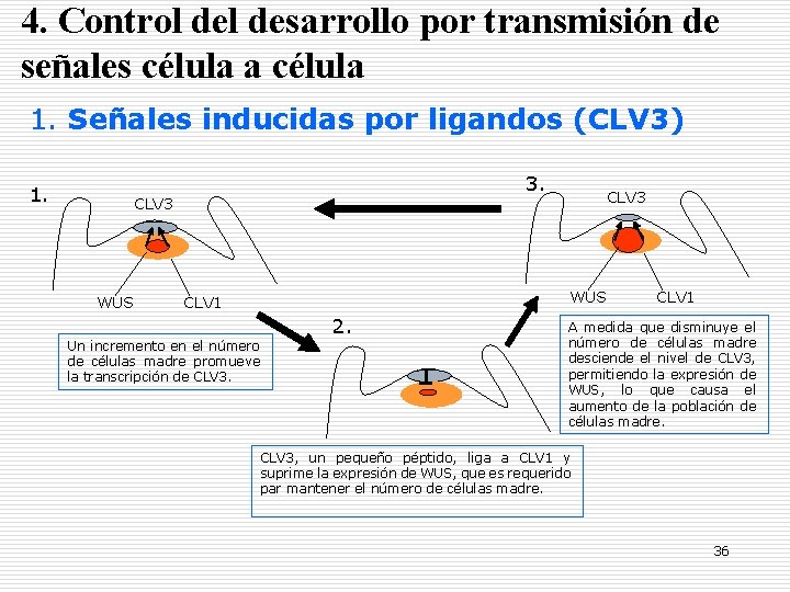 4. Control desarrollo por transmisión de señales célula a célula 1. Señales inducidas por