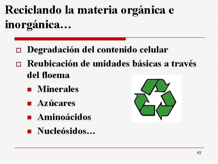 Reciclando la materia orgánica e inorgánica… o o Degradación del contenido celular Reubicación de