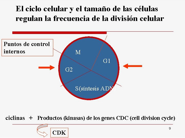 El ciclo celular y el tamaño de las células regulan la frecuencia de la