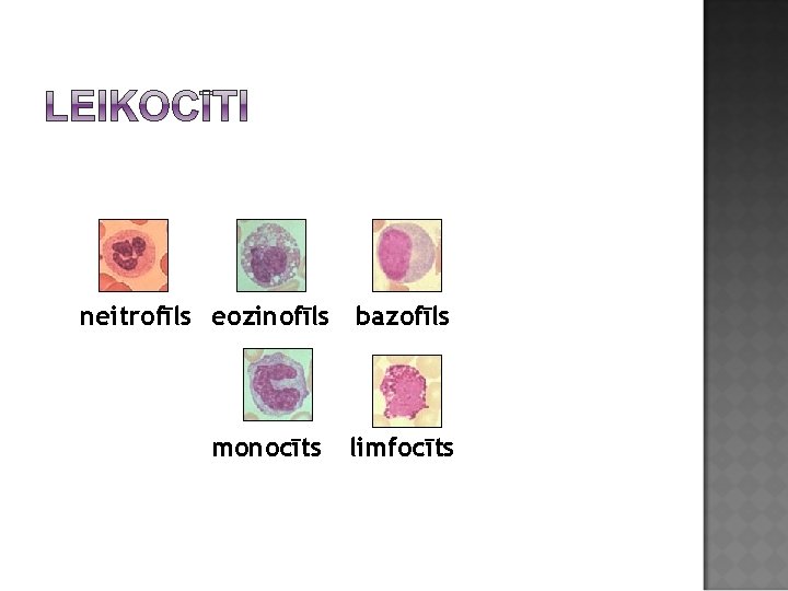 neitrofīls eozinofīls bazofīls monocīts limfocīts 