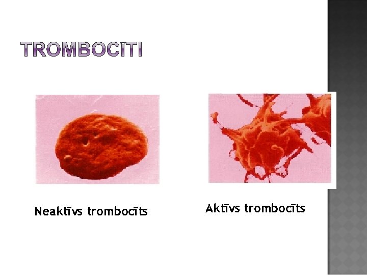 Neaktīvs trombocīts Aktīvs trombocīts 