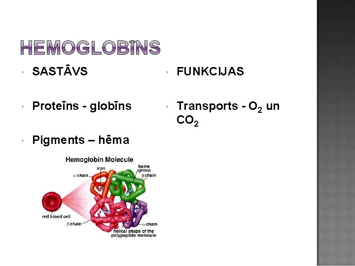  SASTĀVS FUNKCIJAS Proteīns - globīns Transports - O 2 un CO 2 Pigments