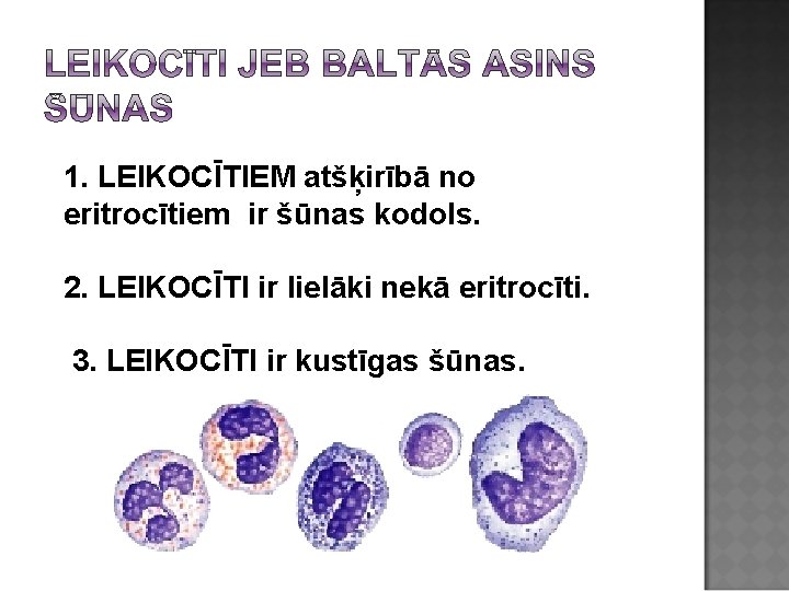 1. LEIKOCĪTIEM atšķirībā no eritrocītiem ir šūnas kodols. 2. LEIKOCĪTI ir lielāki nekā eritrocīti.