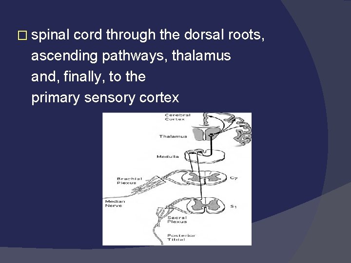 � spinal cord through the dorsal roots, ascending pathways, thalamus and, finally, to the