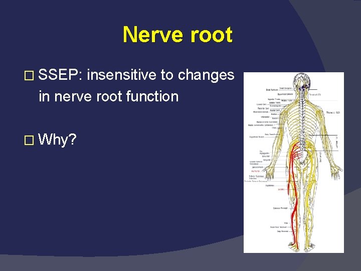 Nerve root � SSEP: insensitive to changes in nerve root function � Why? 