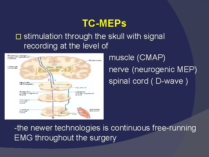 TC-MEPs � stimulation through the skull with signal recording at the level of muscle