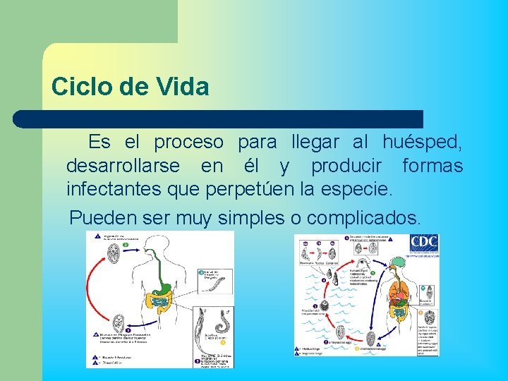 Ciclo de Vida Es el proceso para llegar al huésped, desarrollarse en él y