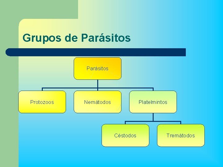 Grupos de Parásitos Protozoos Nemátodos Platelmintos Céstodos Tremátodos 