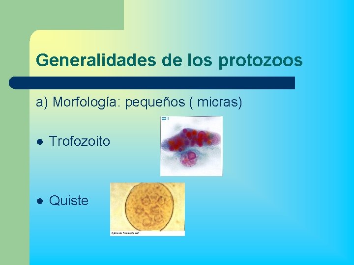 Generalidades de los protozoos a) Morfología: pequeños ( micras) l Trofozoito l Quiste 