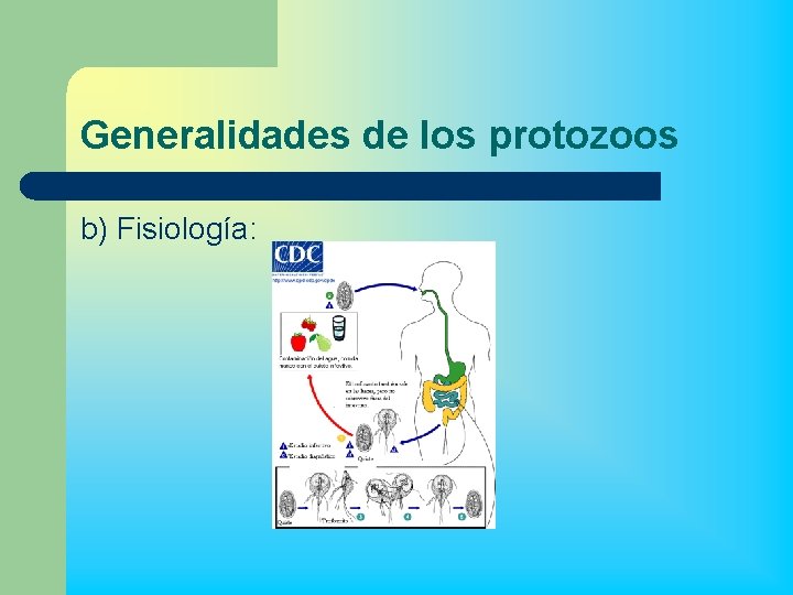 Generalidades de los protozoos b) Fisiología: 