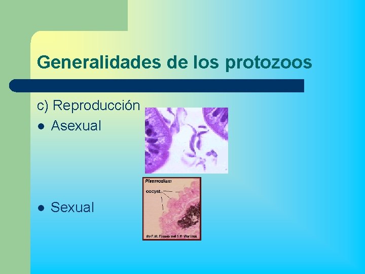 Generalidades de los protozoos c) Reproducción l Asexual l Sexual 