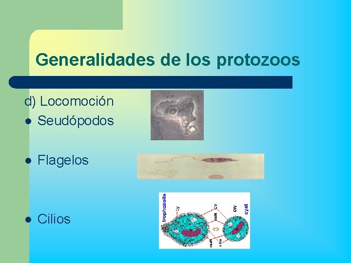 Generalidades de los protozoos d) Locomoción l Seudópodos l Flagelos l Cilios 
