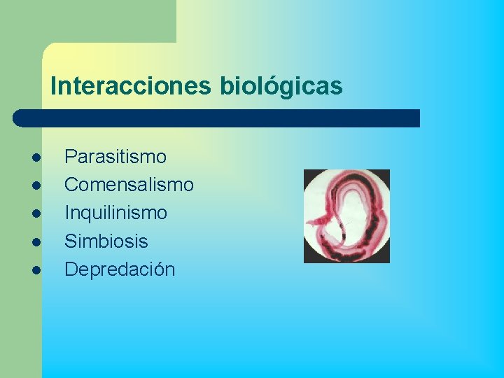 Interacciones biológicas l l l Parasitismo Comensalismo Inquilinismo Simbiosis Depredación 
