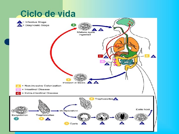 Ciclo de vida 