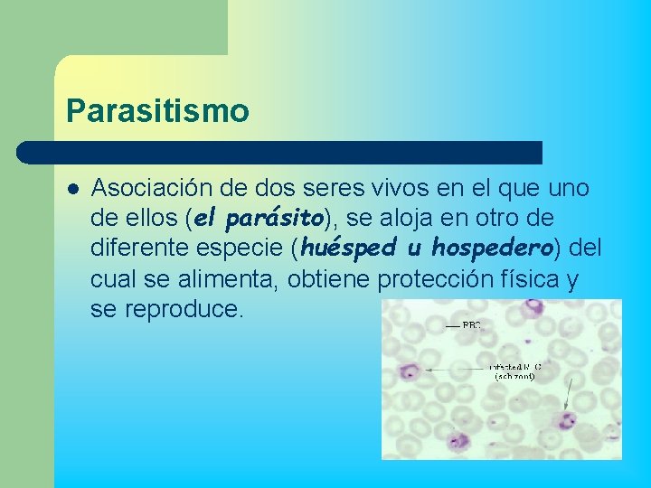 Parasitismo l Asociación de dos seres vivos en el que uno de ellos (el