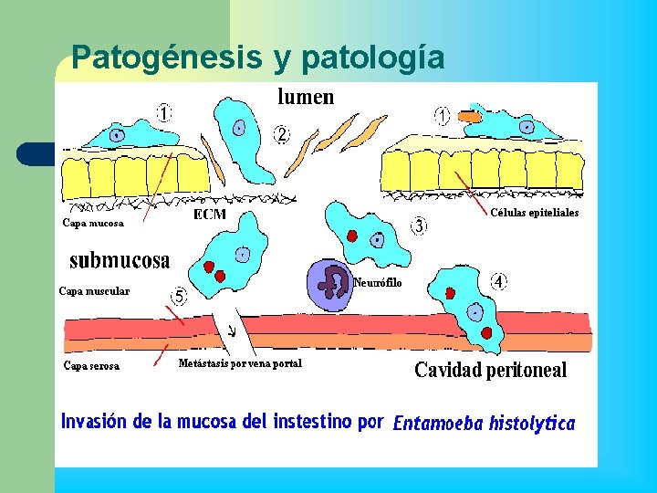 Patogénesis y patología 
