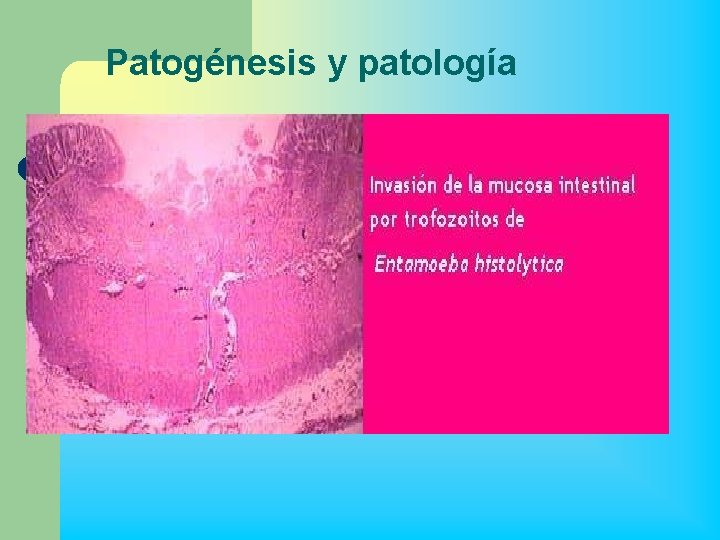 Patogénesis y patología 