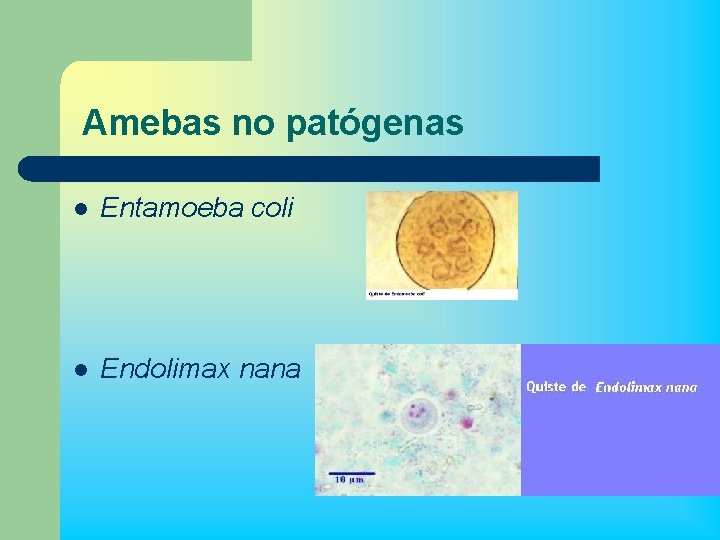 Amebas no patógenas l Entamoeba coli l Endolimax nana 