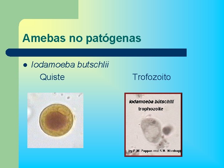 Amebas no patógenas l Iodamoeba butschlii Quiste Trofozoito 
