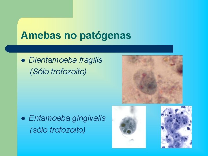 Amebas no patógenas l Dientamoeba fragilis (Sólo trofozoito) l Entamoeba gingivalis (sólo trofozoito) 