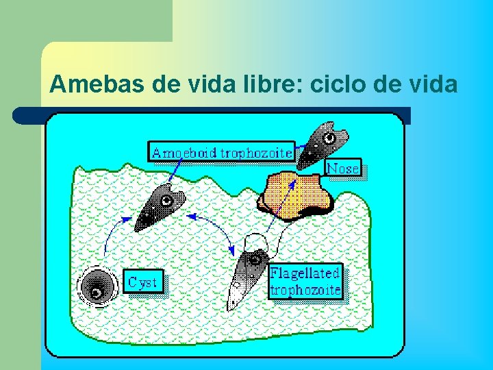 Amebas de vida libre: ciclo de vida 
