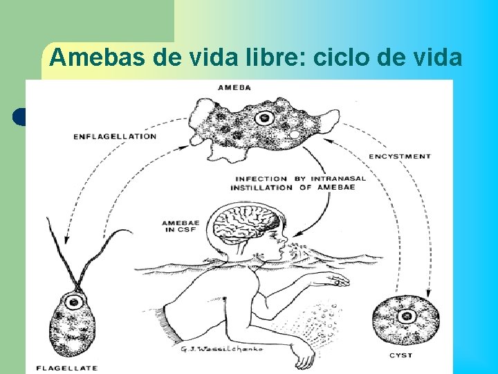 Amebas de vida libre: ciclo de vida 