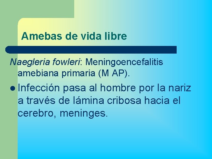 Amebas de vida libre Naegleria fowleri: Meningoencefalitis amebiana primaria (M AP). l Infección pasa