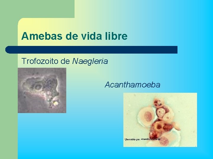 Amebas de vida libre Trofozoito de Naegleria Acanthamoeba 