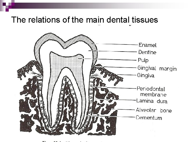 The relations of the main dental tissues 