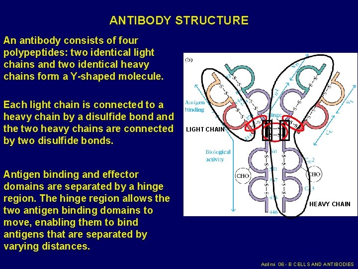 ANTIBODY STRUCTURE An antibody consists of four polypeptides: two identical light chains and two