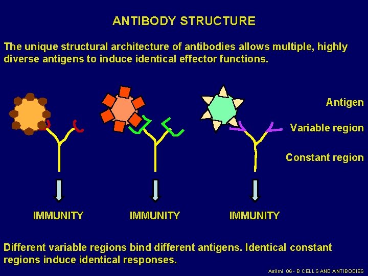 ANTIBODY STRUCTURE The unique structural architecture of antibodies allows multiple, highly diverse antigens to