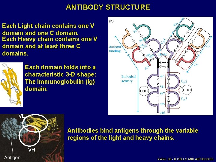 ANTIBODY STRUCTURE Each Light chain contains one V domain and one C domain. Each