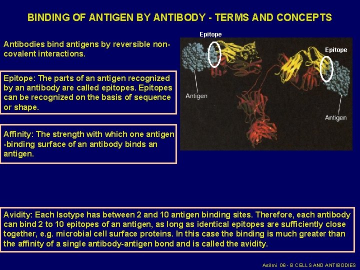 BINDING OF ANTIGEN BY ANTIBODY - TERMS AND CONCEPTS Epitope Antibodies bind antigens by