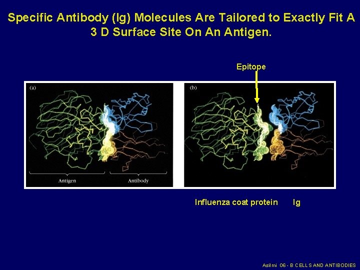 Specific Antibody (Ig) Molecules Are Tailored to Exactly Fit A 3 D Surface Site