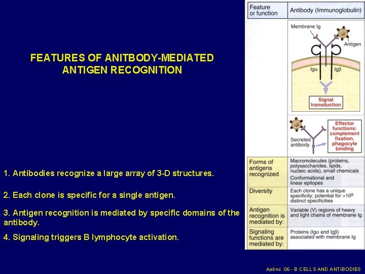 FEATURES OF ANITBODY-MEDIATED ANTIGEN RECOGNITION 1. Antibodies recognize a large array of 3 -D