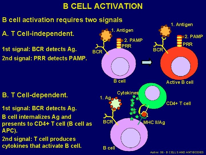 B CELL ACTIVATION B cell activation requires two signals 1. Antigen A. T Cell-independent.