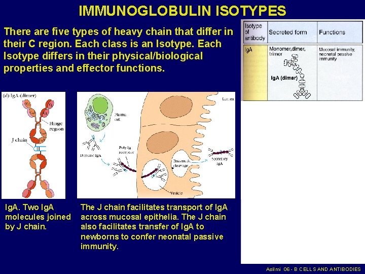 IMMUNOGLOBULIN ISOTYPES There are five types of heavy chain that differ in their C