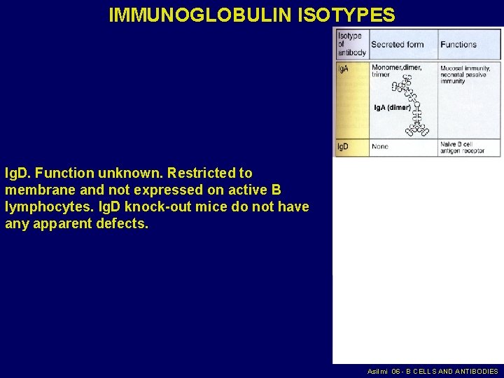 IMMUNOGLOBULIN ISOTYPES Ig. D. Function unknown. Restricted to membrane and not expressed on active