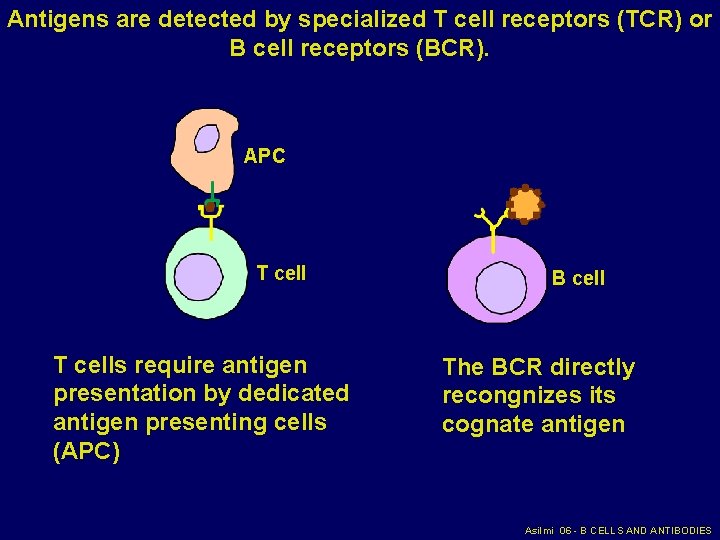 Antigens are detected by specialized T cell receptors (TCR) or B cell receptors (BCR).