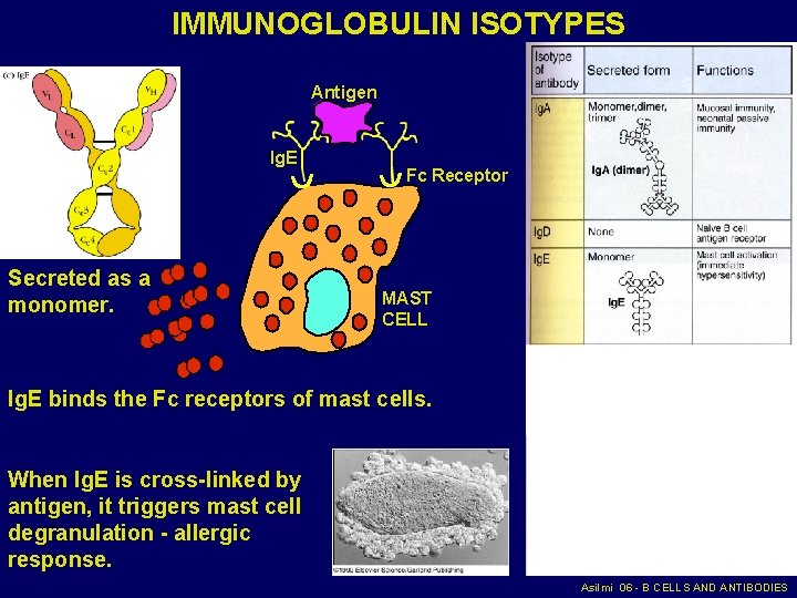 IMMUNOGLOBULIN ISOTYPES Antigen Ig. E Secreted as a monomer. Fc Receptor MAST CELL Ig.