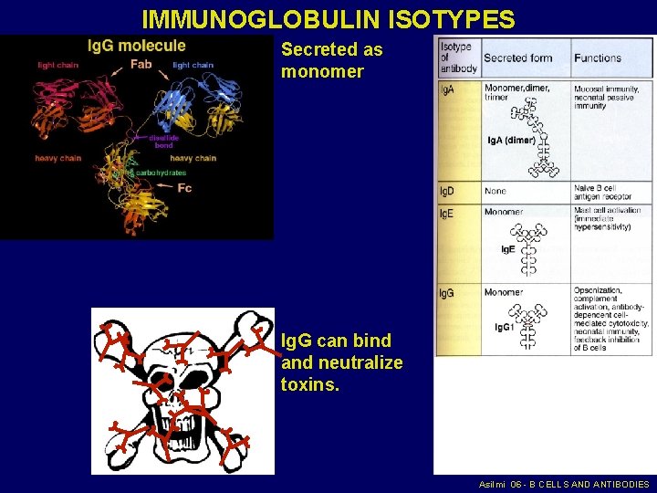 IMMUNOGLOBULIN ISOTYPES Secreted as monomer Ig. G can bind and neutralize toxins. Asilmi 06