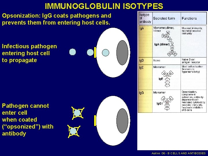 IMMUNOGLOBULIN ISOTYPES Opsonization: Ig. G coats pathogens and prevents them from entering host cells.