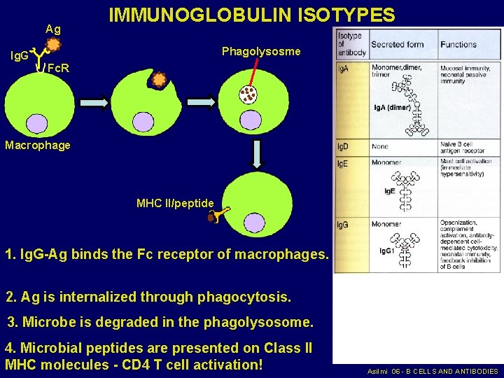 Ag IMMUNOGLOBULIN ISOTYPES Phagolysosme Ig. G Fc. R Macrophage MHC II/peptide 1. Ig. G-Ag