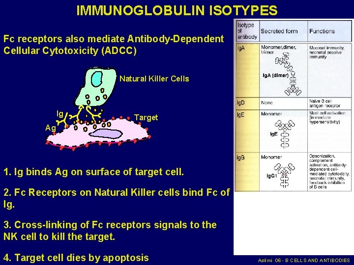 IMMUNOGLOBULIN ISOTYPES Fc receptors also mediate Antibody-Dependent Cellular Cytotoxicity (ADCC) Natural Killer Cells Ig