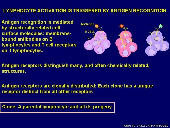 LYMPHOCYTE ACTIVATION IS TRIGGERED BY ANTIGEN RECOGNITION Antigen recognition is mediated by structurally related