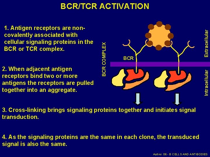 2. When adjacent antigen receptors bind two or more antigens the receptors are pulled