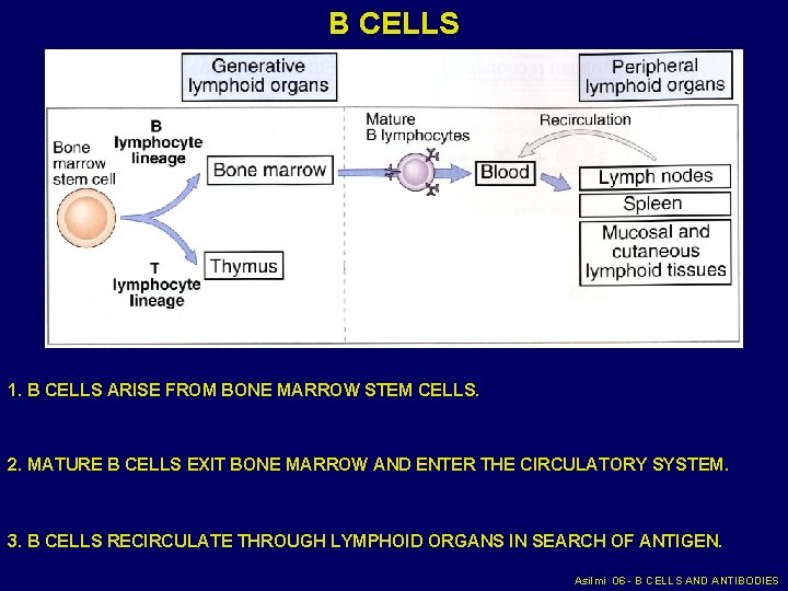 B CELLS 1. B CELLS ARISE FROM BONE MARROW STEM CELLS. 2. MATURE B