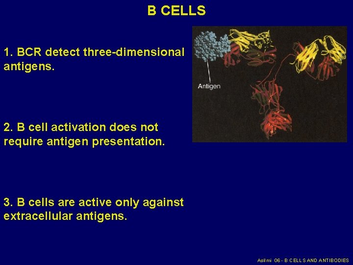 B CELLS 1. BCR detect three-dimensional antigens. 2. B cell activation does not require