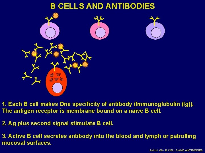 B CELLS AND ANTIBODIES 1. Each B cell makes One specificity of antibody (Immunoglobulin